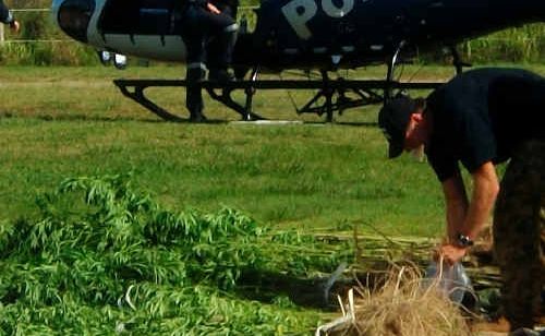 Some of the cannabis plants discovered near Corindi last week. Some of the cannabis plants discovered near Corindi last week.